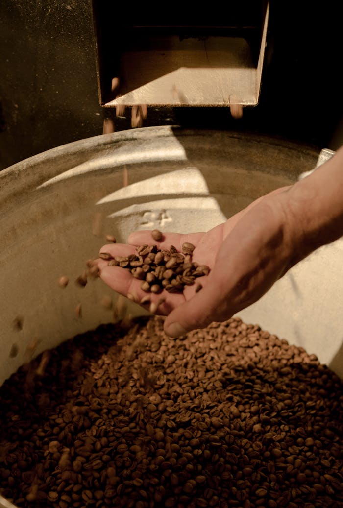 A close-up of roasted coffee beans being caught by a hand under a coffee roaster. Ideal for coffee enthusiasts.